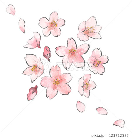 桜の花と蕾と花びらの手描き水彩イラスト 123712585