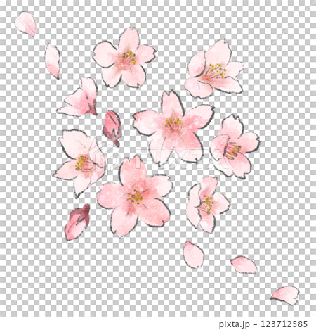 桜の花と蕾と花びらの手描き水彩イラスト 123712585