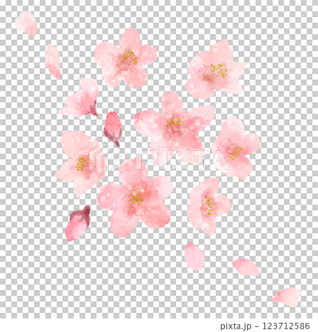 Watercolor illustration of cherry blossoms, buds and petals - Spring image 123712586