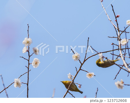 青空に映える梅の花に夫婦メジロ 123712608