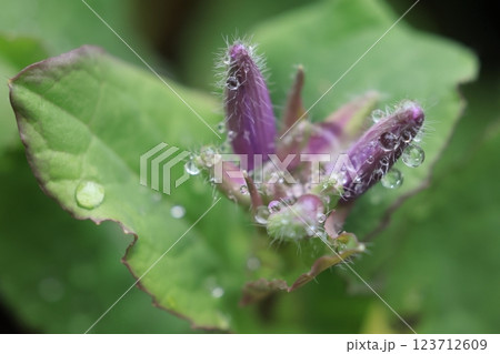 自然　植物　オオアラセイトウ、別名は『ショカツサイ』ムラサキハナナ』『ハナダイコン』など 123712609