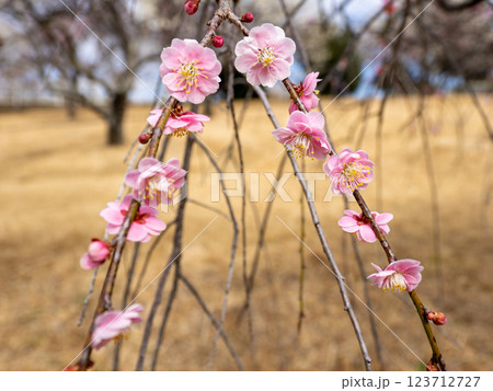 冬に咲き始めた美しい枝垂れ梅【呉服枝垂】 123712727