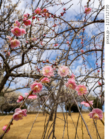 冬に咲き始めた美しい枝垂れ梅【呉服枝垂】 123712730
