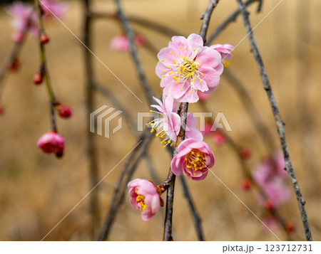 冬に咲き始めた美しい枝垂れ梅【呉服枝垂】 123712731