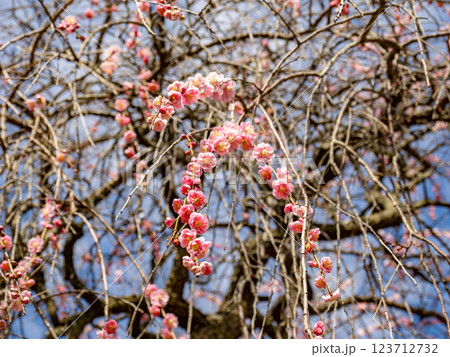 冬に咲き始めた美しい枝垂れ梅【呉服枝垂】 冬に咲き始めた美しい枝垂れ梅【呉服枝垂】 123712732