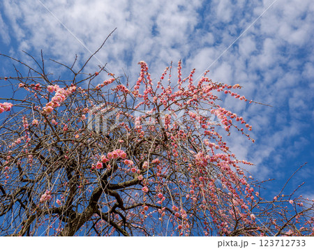 冬に咲き始めた美しい枝垂れ梅【呉服枝垂】 冬に咲き始めた美しい枝垂れ梅【呉服枝垂】 123712733