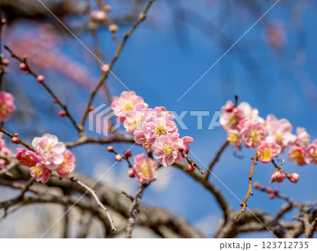 冬に咲き始めた美しい枝垂れ梅【呉服枝垂】 123712735
