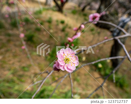 冬に咲き始めた美しい枝垂れ梅【呉服枝垂】 冬に咲き始めた美しい枝垂れ梅【呉服枝垂】 123712737