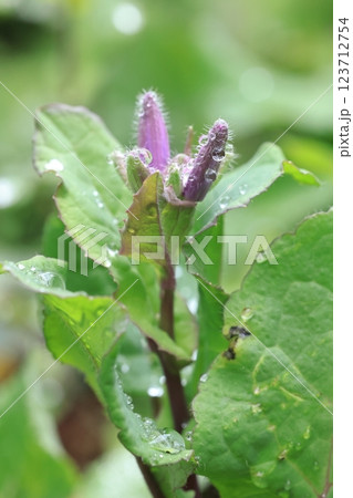 自然　植物　オオアラセイトウ、三月初め。木の芽起こしの雨の水玉をまとった蕾 123712754