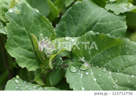 自然　植物　オオアラセイトウ、若い芽に水玉が沢山ついています 123712756