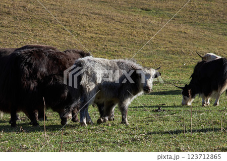 A herd of yaks grazing in a meadow A herd of yaks grazing in a meadow 123712865