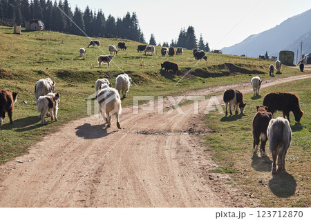 A herd of yaks grazing in a meadow 123712870