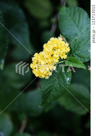 コバノランタナ 123713015