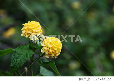 コバノランタナ 123713022