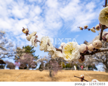 冬に咲き始めた美しい白梅【玉牡丹】 冬に咲き始めた美しい白梅【玉牡丹】 123713033