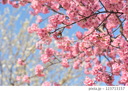 満開の河津桜 満開の河津桜 123713157