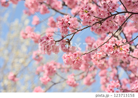 満開の河津桜 123713158