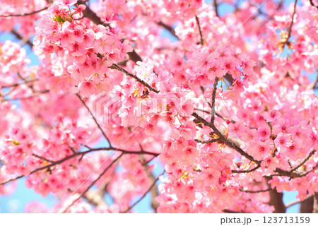 満開の河津桜 123713159