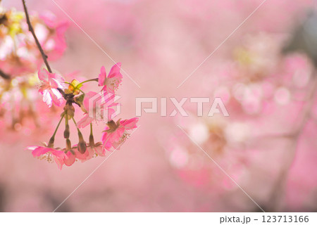 満開の河津桜 123713166