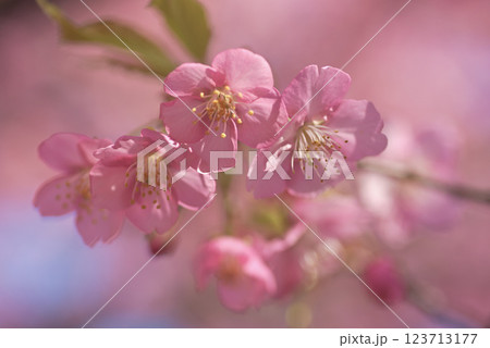 満開の河津桜 123713177