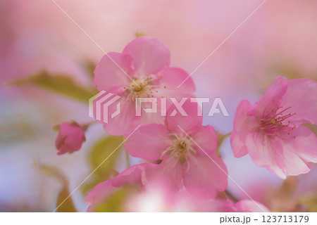 満開の河津桜 満開の河津桜 123713179