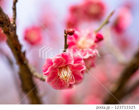 冬に咲き始めた美しい紅梅【唐梅】 123713325