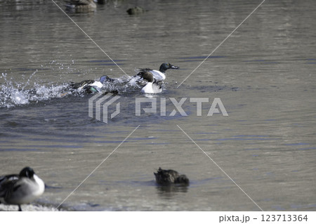 ハシビロガモの二羽のオスの喧嘩 123713364