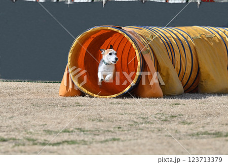 ダッシュでジャンプ!! 笑顔のジャックラッセルテリア ダッシュでジャンプ!! 笑顔のジャックラッセルテリア 123713379