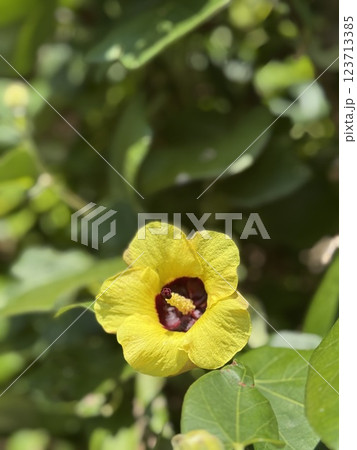 ユウナ（オオハマボウ）佳子様の御印の花 123713385