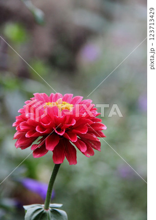 ダリアの花 123713429