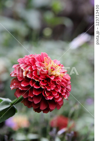 ダリアの花 123713430