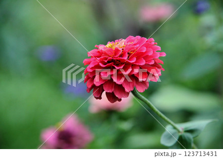 ダリアの花 ダリアの花 123713431