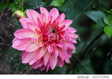 ダリアの花 123713432