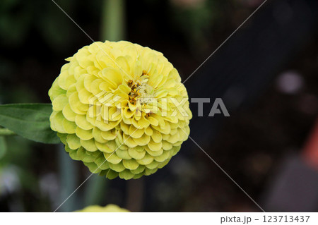 ダリアの花 ダリアの花 123713437
