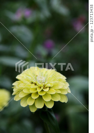 ダリアの花 123713438