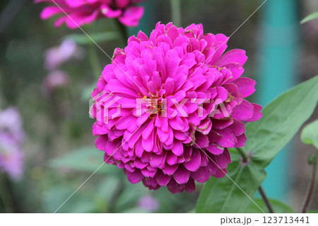 ダリアの花 123713441