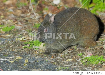 夜間に餌を探すアマミノクロウサギ 123713442