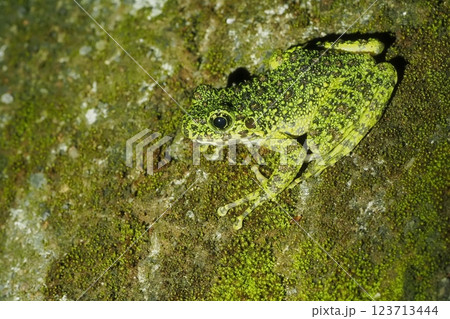 夜間に出てきたアマミイシカワガエル 123713444