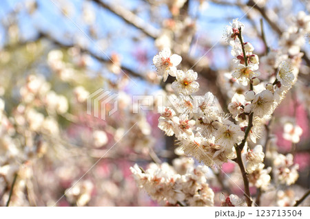 早春の白梅 早春の白梅 123713504