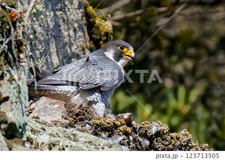 崖の調理場で鳥の羽根をむしるハヤブサ 123713505