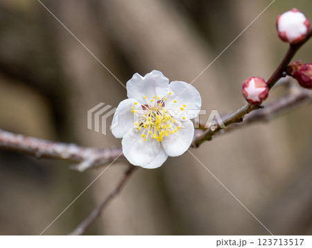 晩冬に咲き始めた美しい白梅【滄溟の月】 123713517