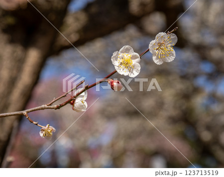 晩冬に咲き始めた美しい白梅【滄溟の月】 123713519