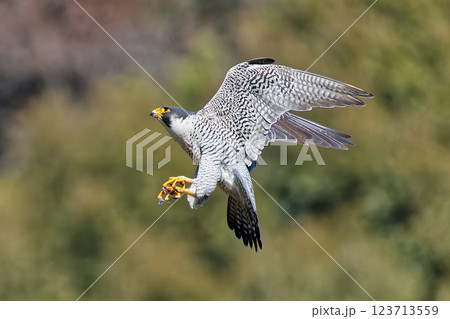 先のとがった翼で飛ぶハヤブサ 先のとがった翼で飛ぶハヤブサ 123713559