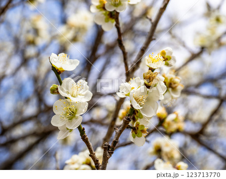 冬に咲き始めた美しい白梅【月影】 123713770