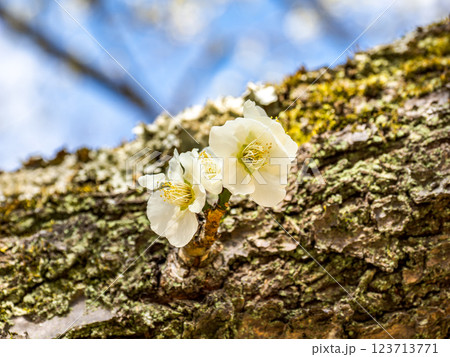 冬に咲き始めた美しい白梅【月影】 123713771