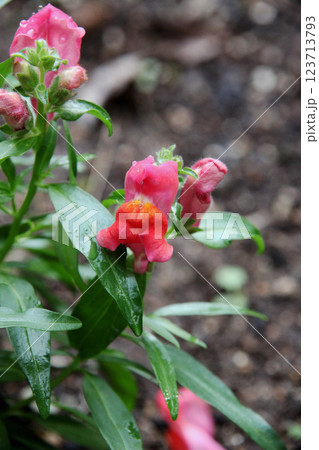 キンギョソウ キンギョソウ 123713793