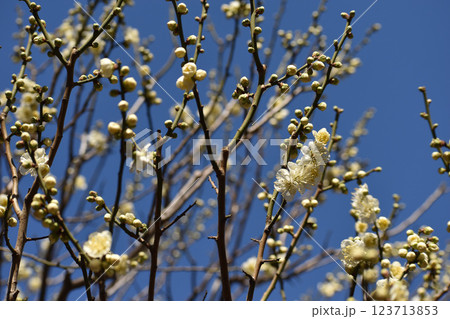 早春の青空に映える白梅 123713853