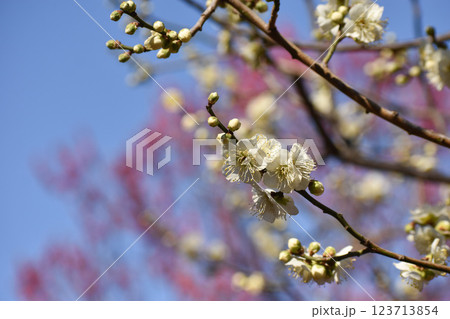 早春の青空に映える白梅 早春の青空に映える白梅 123713854