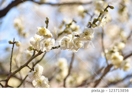 早春の青空に映える白梅 123713856