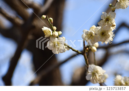 早春の青空に映える白梅 早春の青空に映える白梅 123713857